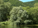 بید سفید